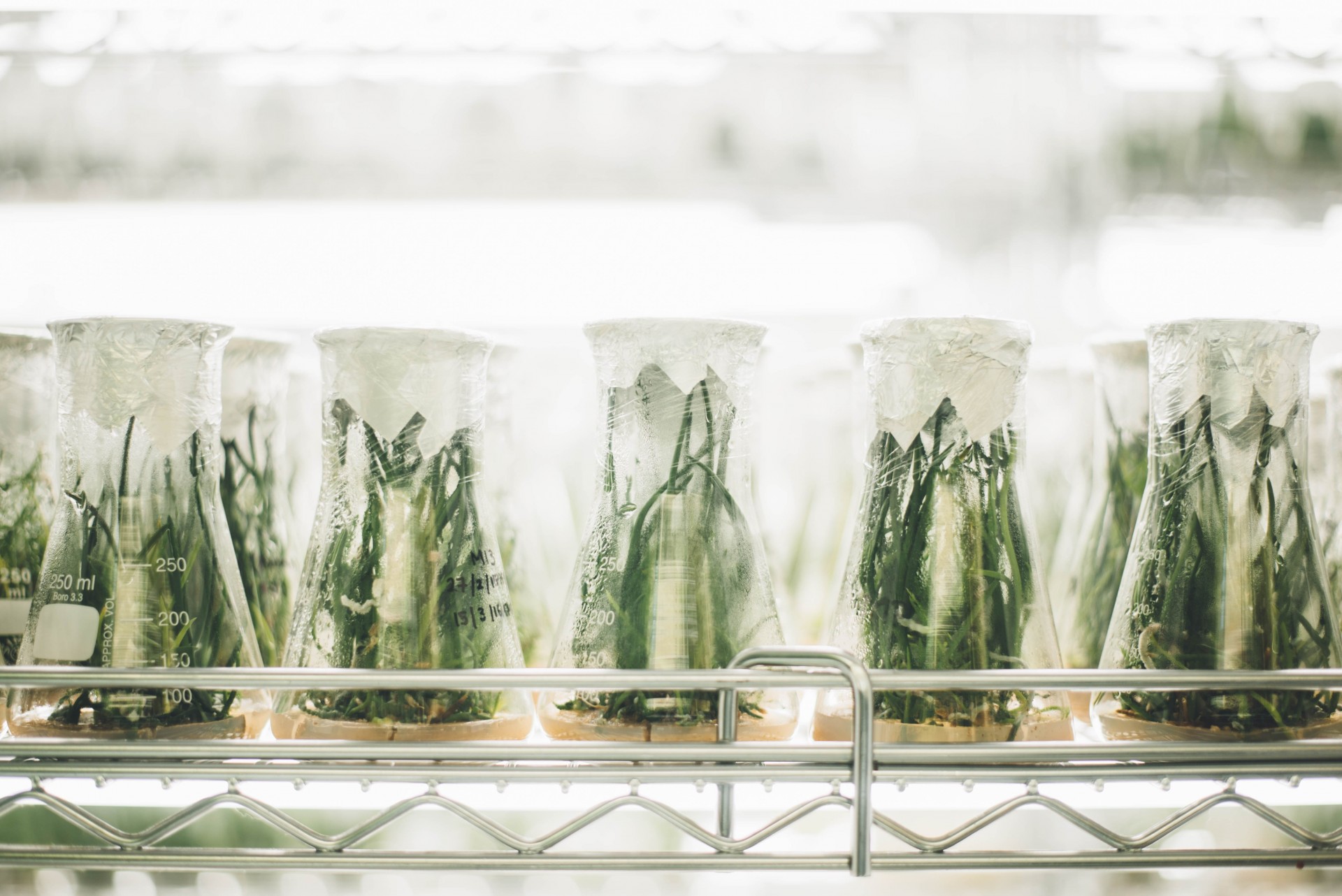 Møte om syntetisk biologi og nye GMOer