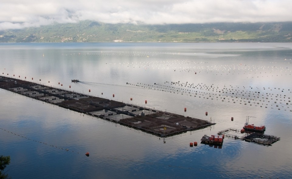 Foto: Sam Beebe, Ecotrust / Flickr CC Mainstream / Cermaq’s progress in contributing to sustainable salmon aquaculture in Chile