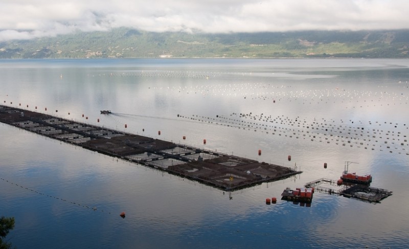 Mainstream / Cermaq’s progress in contributing to sustainable salmon aquaculture in Chile