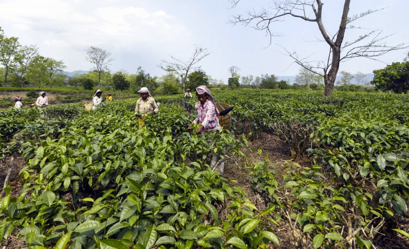 Slavearbeid på indiske teplantasjer 