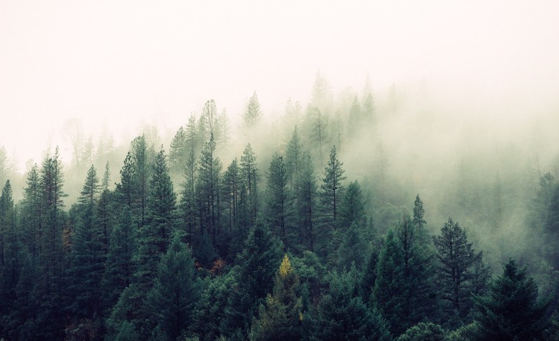 Økning i regnskogmidler, men ingen helhetlig bærekraftig skogpolitikk